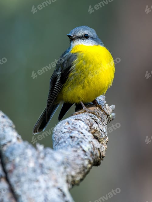 Preview: Eastern yellow robin perched on a tree branch. Eopsaltria australis.