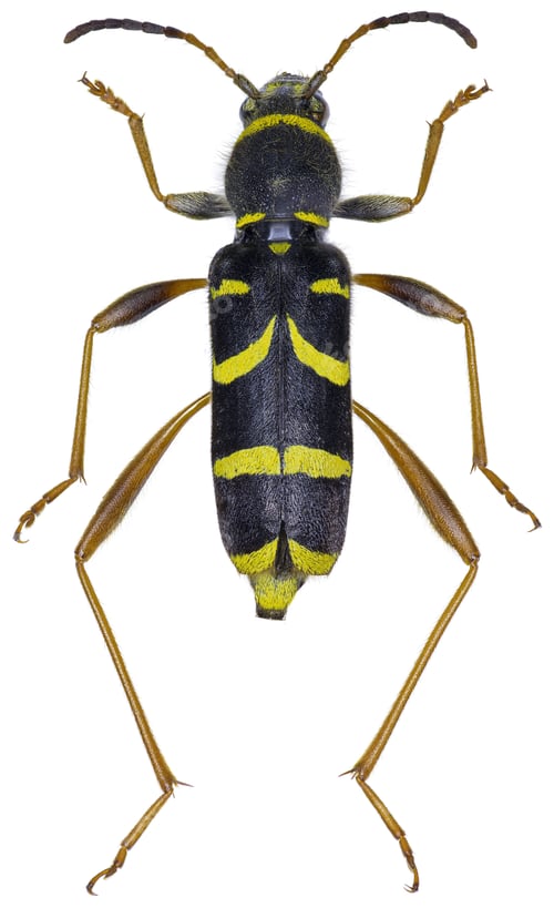 Preview: Clytus arietis beetle specimen
