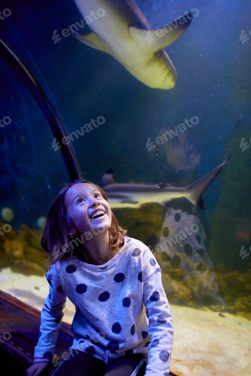 Preview: Young Girl Marvels at Sharks Swimming Above in Oceanarium Tunnel