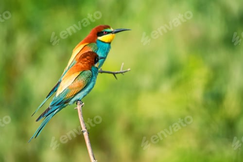 Preview: Pair of exotic colorful tropical birds bee-eaters