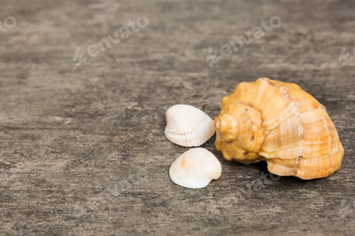 Preview: Beach seashells on colored background. Mock up with copy space