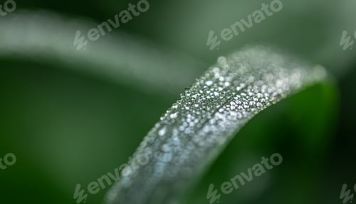 Preview: Macro shot of dew on a leaf on a blurred background.