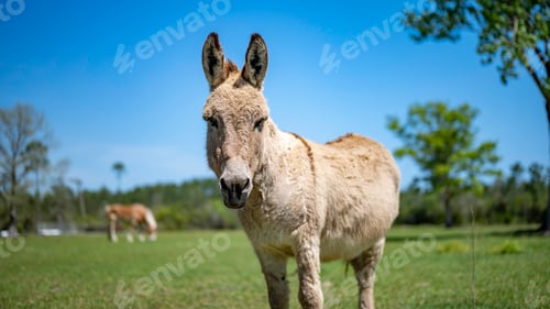 Preview: Selective focus shot of a donkey grazing on a pasture