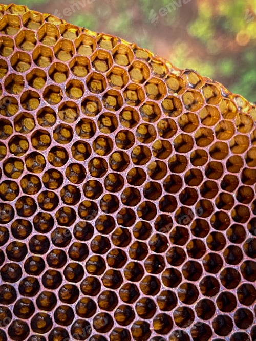 Preview: Close-up of a natural bee comb made by wild bees