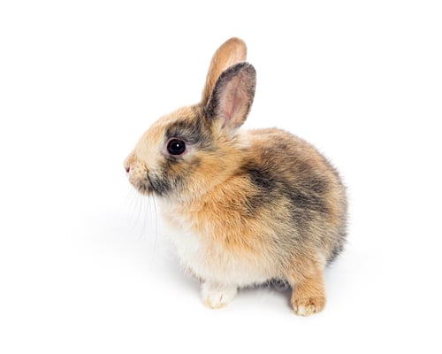 Preview: Cute brown and white baby bunny posing on white background