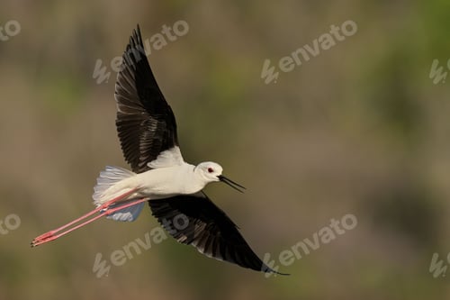 Preview: Black-Winged Stilt in flight on blurred background