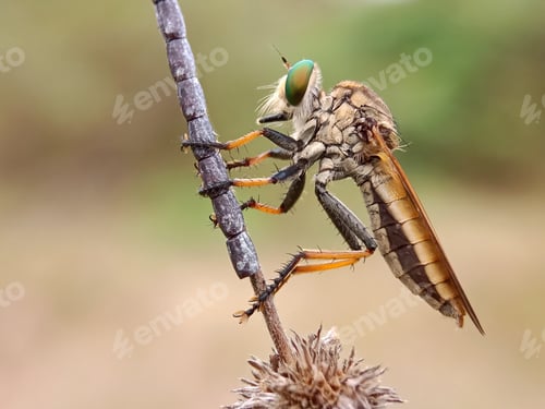 Preview: Robberfly