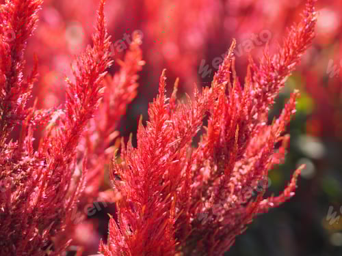 Preview: Cocks comb, Foxtail amaranth, red color Celosia argentea AMARANTHACEAE flowers blooming in garden