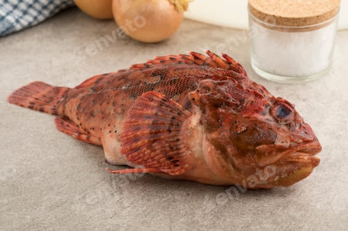 Preview: Fresh raw red scorpionfish