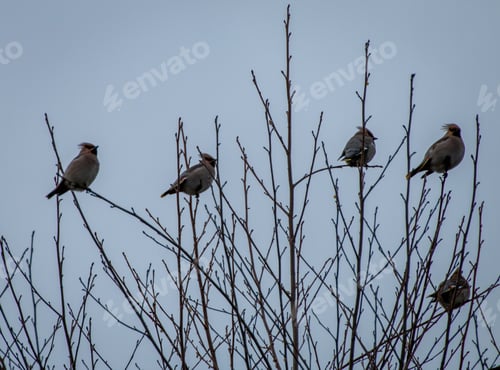 Preview: Birds perched on tree branches, one singing