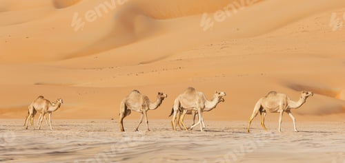 Preview: Camels in the Empty Quarter