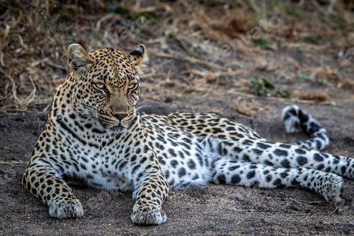 Preview: Leopard laying in the sand and relaxing.