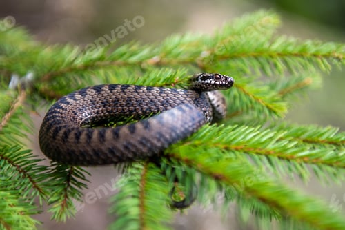 Preview: Vipera berus poisonous viper in summer on branch the of tree
