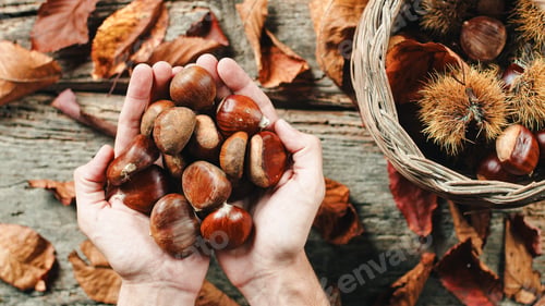 Preview: Hand full of chestnuts and hedgehogs on a wooden table