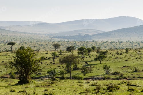 Preview: Masai Mara National Reserve, Kenya