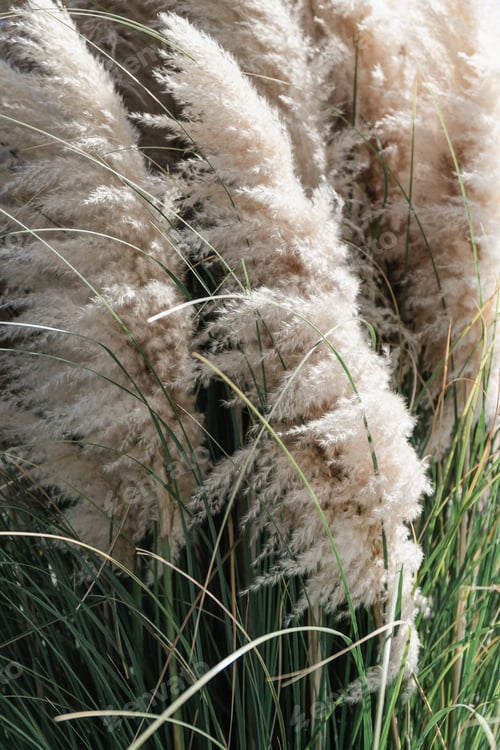 Preview: Close up photo of pampas grass, garden or home decoration concept.