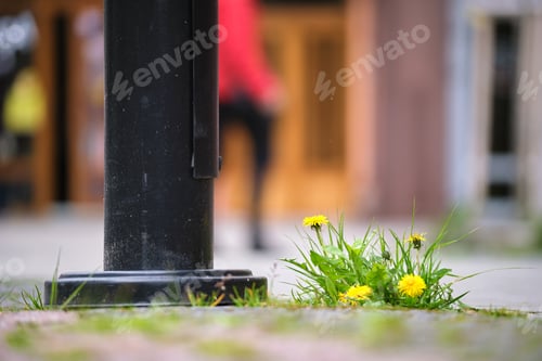 Preview: Grass weed with yellow dandelion flowers