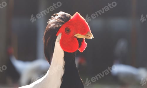 Preview: Close up colorful red face of male Silver pheasant on blurred dark background