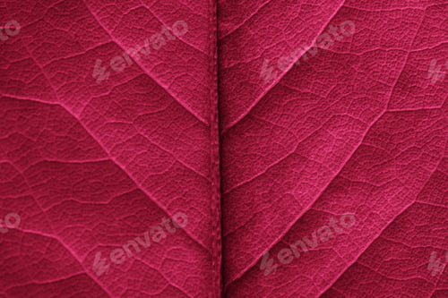 Preview: color of year 2023 - viva magenta. natural background -burgundy autumn dry leaf with veins close up.