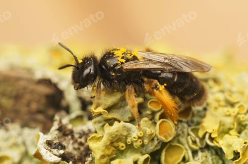 Preview: Closeup on a dark black Shaggy solitary bee, Panurgus calcaratus sitting on lichen covered wood