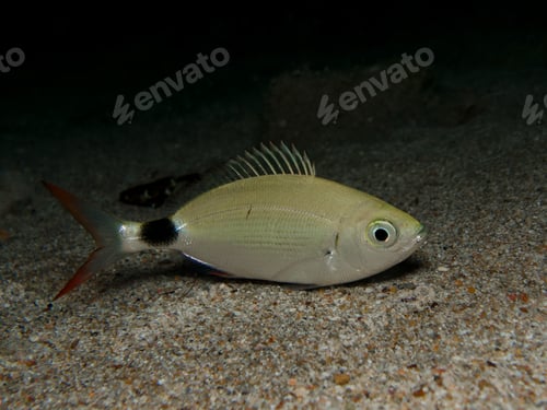 Preview: Red tailed sea bream