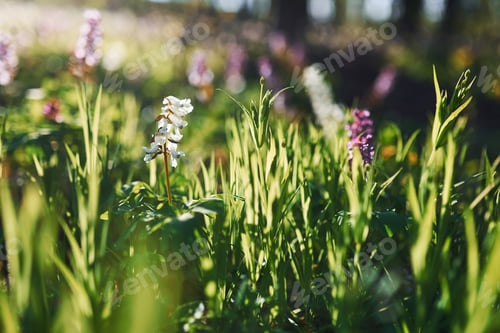 Preview: Close up view of spring plants outdoors at daytime. Bright sunlight