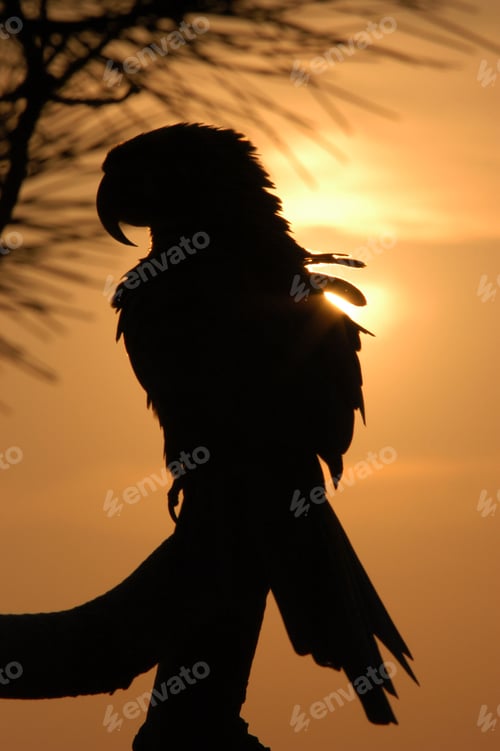 Preview: Silhouette of a parrot perched on a branch silhouetted against an orange sunset sky.