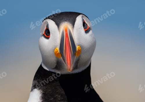 Preview: Atlantic Puffin Portrait in Maine