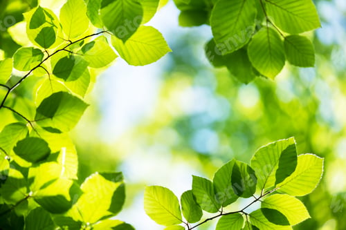 Preview: Closeup nature view of green beech leaf on spring twigs