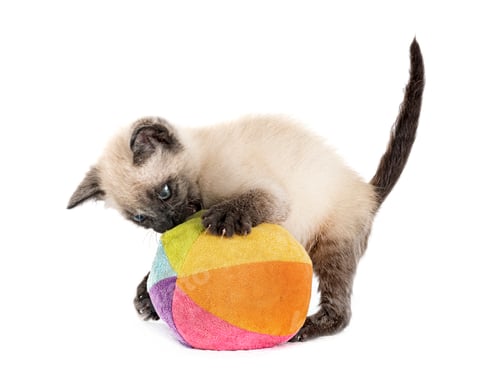 Preview: kitten in studio
