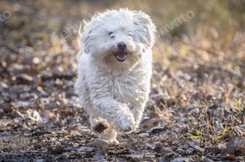 Preview: Cute funny white Bolognese dog running outdoors during a daytime