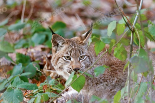 Preview: Beautiful Eurasian lynx perched atop a large tree in a lush forest landscape