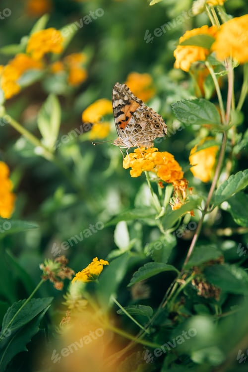 Preview: Butterfly sits on yellow flowers