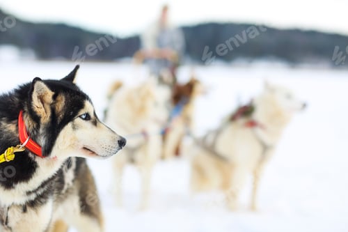 Vista previa: Sledding with husky dogs