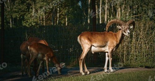 Preview: Close-up shot of goat with impressive horns