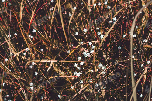 Preview: Abstract texture of green leaves and field flowers. Top view. Nature background.