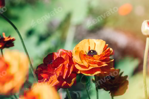 Preview: Poppy flower Papaver rhoeas blooming in green grass on a sunny day, selective focus