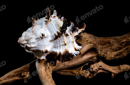 Preview: Murex indivia Shell on Driftwood Black Background