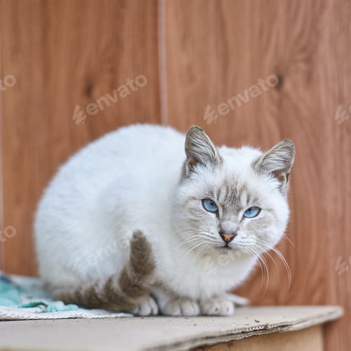 Preview: Blue-eyed white cat with light brown markings sitting on a wooden surface
