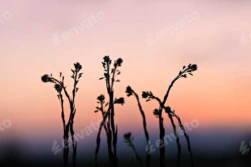 Preview: Sunset