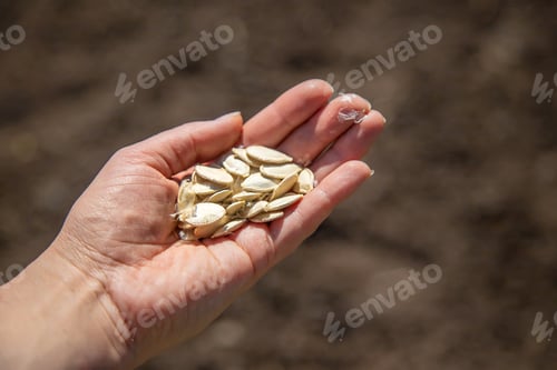 Preview: Sow seeds in the garden. Selective focus.