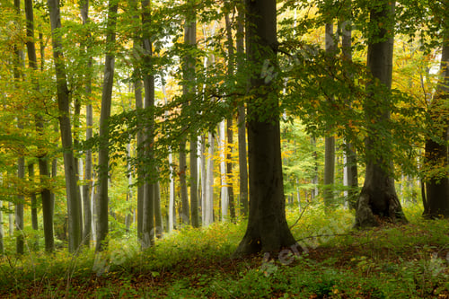 Preview: Autumn forest
