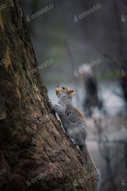 Preview: Little squirrel climbing a tree in saint-James Park in London