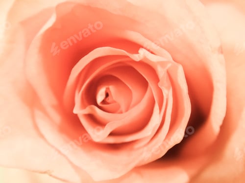 Preview: Rose closeup