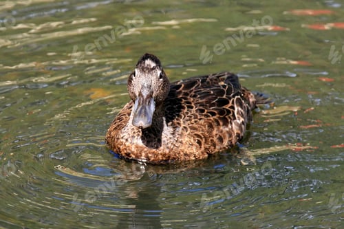 Preview: Karori Wildlife Sanctuary, New Zealand