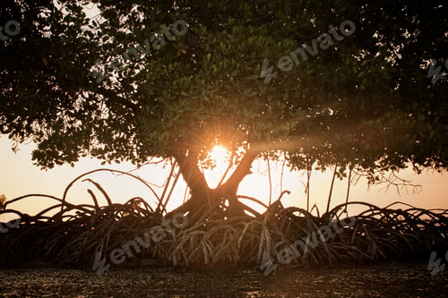 Preview: Silhouette of a large mangrove tree at sunset