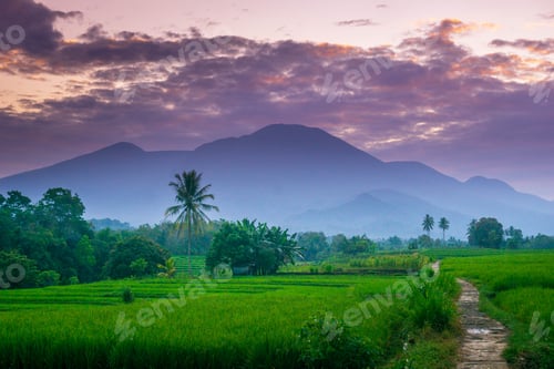 Preview: indonesia beauty landscape paddy fields in north bengkulu natural beautiful morning view from asia