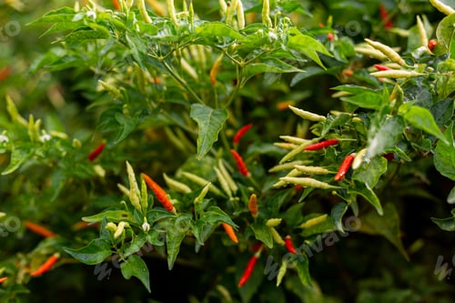 Preview: Chilli pepper green and red growing outside