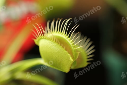 Preview: Closeup shot of the Venus Fly Trap attracting small insects by releasing a scent