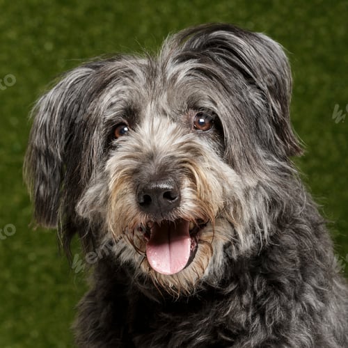 Visualização: Studio portrait of an expressive catalan sheep dog